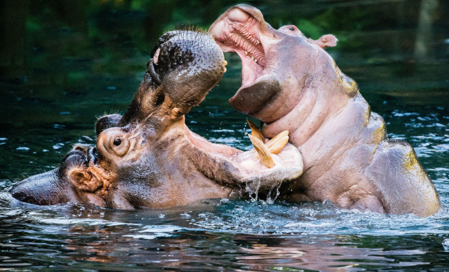 Обои картинки фото бегемоты, животные, бегемот, hippopotamus, млекопитающие, китопарнокопытные, бегемотовые, клыки, пасть, вода