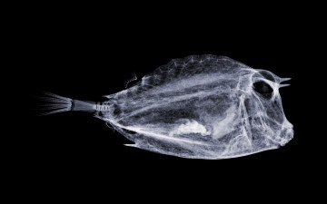 Картинка разное кости +рентген рыба