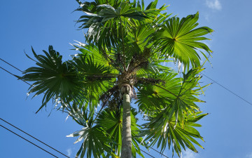 обоя природа, деревья, пальма