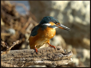 Картинка kogan vladimir kingfisher сабленосец животные зимородки