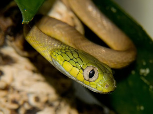 Картинка snakes укушу животные змеи питоны кобры
