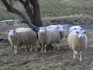 Картинка животные овцы бараны