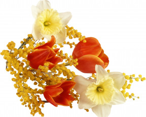 Картинка цветы букеты композиции мимоза нарциссы тюльпаны