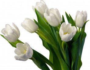 Картинка цветы тюльпаны белые весна