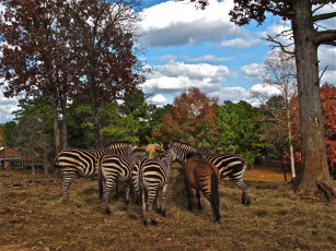Картинка животные разные вместе зебра