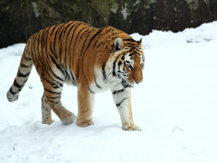 Картинка животные тигры снег тигр