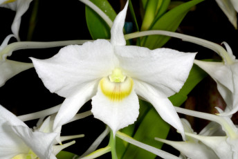 Картинка цветы орхидеи белый экзотика
