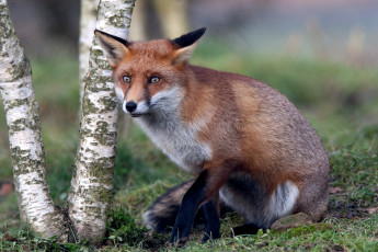 Картинка животные лисы рыжий настороженный