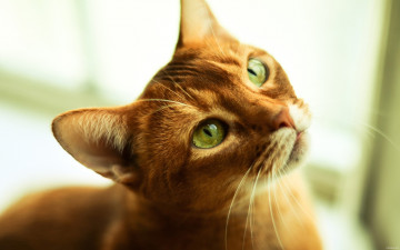 Картинка животные коты кот кошка взгляд