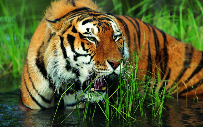 Обои картинки фото животные, тигры, тигр, трава, вода