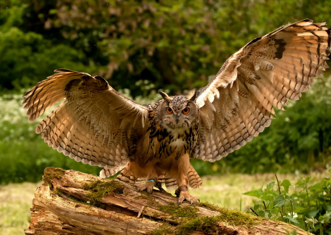 Обои картинки фото животные, совы, пестрый, размах, крылья