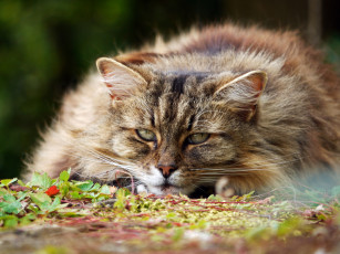 Картинка животные коты пушистый важный кот взгляд морда