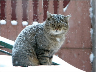 Картинка животные коты зима снегопад