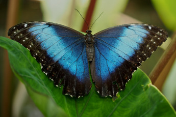 Картинка животные бабочки крылья бабочка