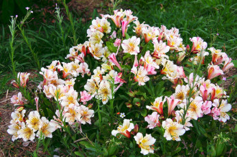 Картинка цветы альстромерия альстромерии сад трава