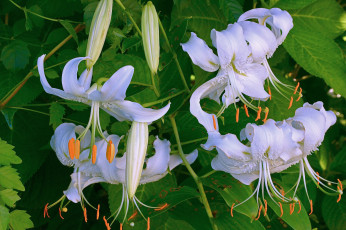 Картинка цветы лилии +лилейники бутоны листья белые тычинки