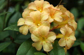 Картинка цветы рододендроны+ азалии желтый