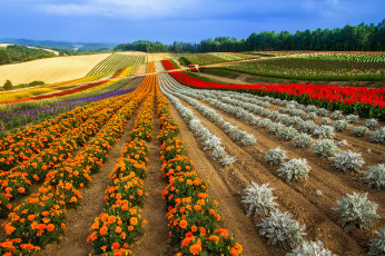 Картинка природа поля поле гряды цветы горизонт