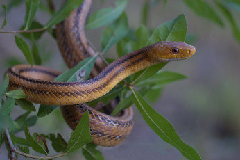 Картинка животные змеи +питоны +кобры змейка листья дерево