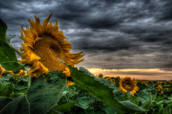 Картинка sunflower цветы подсолнухи тучи поле