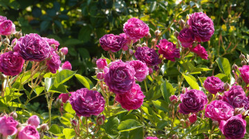 Картинка цветы розы лиловый