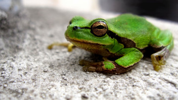 Картинка животные лягушки лягушка сидит глаз зеленая жаба
