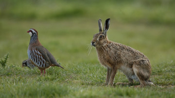 Картинка животные разные+вместе птица куропатка заяц