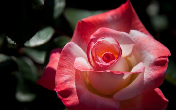 Картинка цветы розы роза лепестки бутон