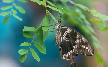 Картинка животные бабочки листья макро бабочка