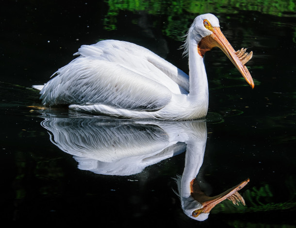 Обои картинки фото american white pelican, животные, пеликаны, водоем, птица, белая, отражение