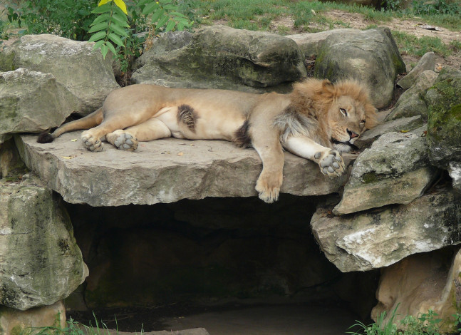 Обои картинки фото животные, львы, лежит, лев, строение, камни, зверь, отдых