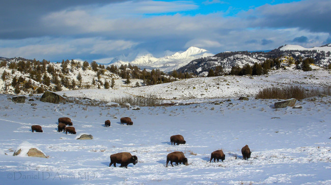 Обои картинки фото животные, зубры,  бизоны, зима, снег, бизоны