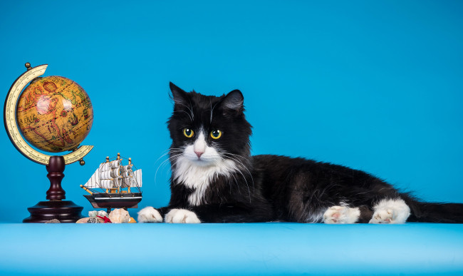 Обои картинки фото животные, коты, корабль, кот, глобус, макет