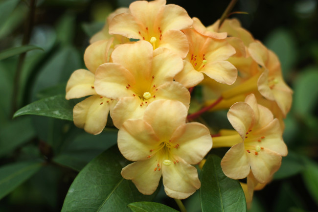 Обои картинки фото цветы, рододендроны , азалии, желтый