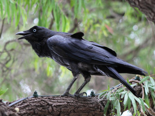 Картинка ворон животные вороны +грачи +галки чёрный птица