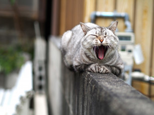 Картинка животные коты кошка морда пасть
