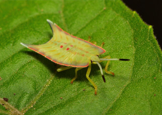 Картинка животные насекомые itchydogimages жук макро