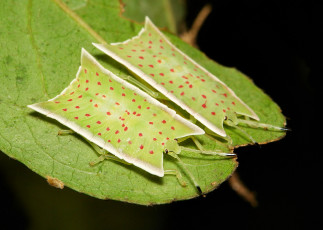 Картинка животные насекомые itchydogimages макро жуки лист