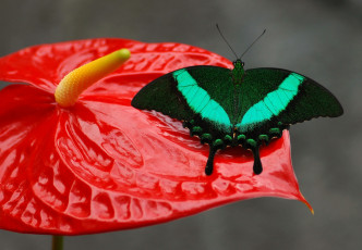 Картинка животные бабочки +мотыльки +моли узор крылья бабочка цветок