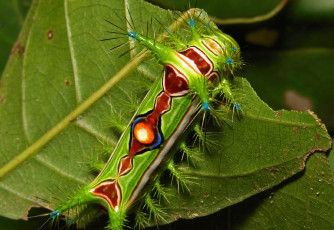 Картинка животные гусеницы itchydogimages макро гусеница лист