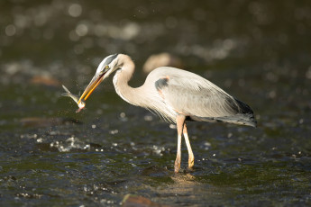 Картинка животные цапли +выпи птица цапля вода рыба добыча