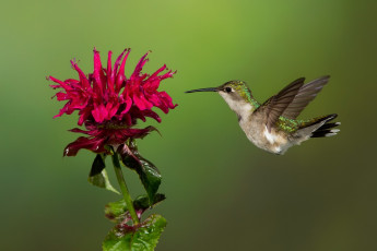 Картинка животные колибри птица фон цветок красный