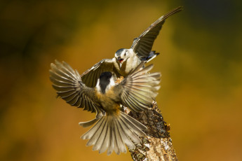 Картинка животные птицы+-+хищники птицы пара ссора