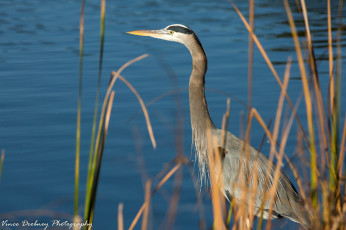 Картинка животные цапли +выпи клюв трава птица цапля озеро