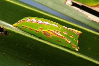 Картинка животные гусеницы макро itchydogimages гусеница лист насекомое необычная