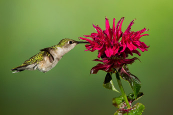 Картинка животные колибри птица фон цветок красный