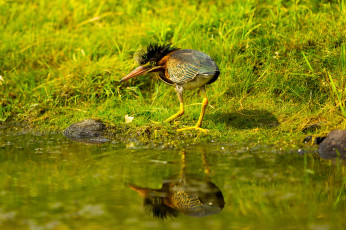 Картинка животные птицы отражение вода зелень трава хохолок птица