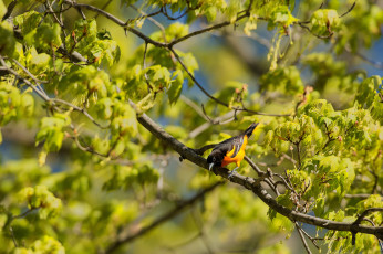Картинка животные птицы птица дерево ветки листья