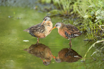Картинка животные птицы трава вода