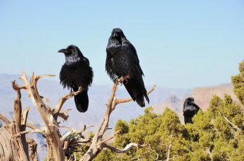 Картинка вороны животные +грачи +галки чёрный птица ворон